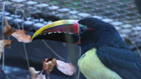 Close up profile of a toucan Stock Footage 135921313