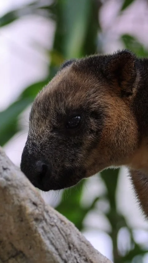Close Up Profile of a Tree Kangaroo Head in Vertical Frame Stock Footage 326026479