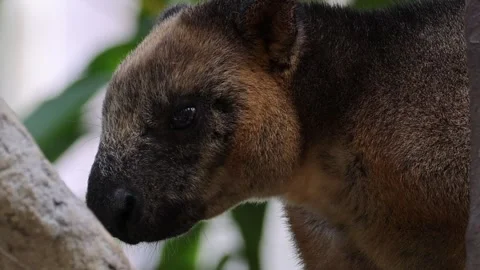 Close Up Profile of a Tree Kangaroo Head and Shoulders Stock Footage 326080957