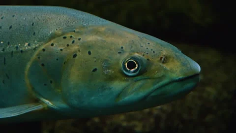 Close up profile of trout head Stock Footage 143218827