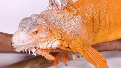 Close Up Profile of a Vibrant Orange Iguana Perched on a Branch Vídeo Stock 326709511
