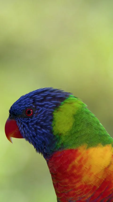 Close-up Profile of a Vibrant Rainbow Lorikeet Parrot in Gold Coast Australia Stock-Footage 335112612