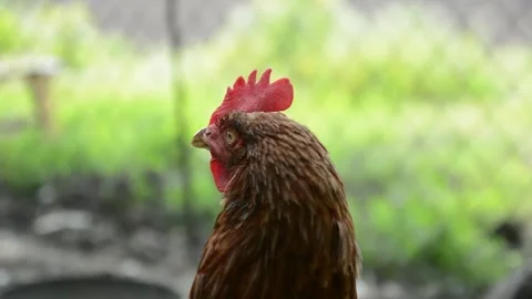 Close-up profile video of a brown hen outdoors in a rural farm environment. Stock Footage 343383054