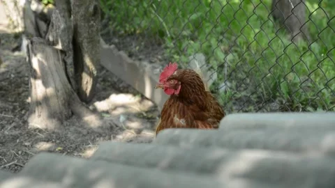 Close-up profile video of a brown hen outdoors in a rural farm environment. 動画素材 343383153