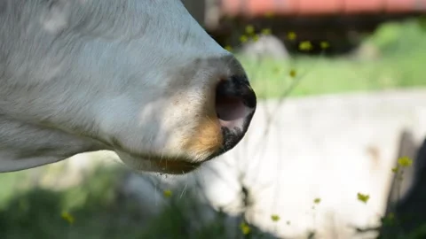 Close-up profile video of the nose and muzzle of a black and white cow 스톡 동영상 343250441