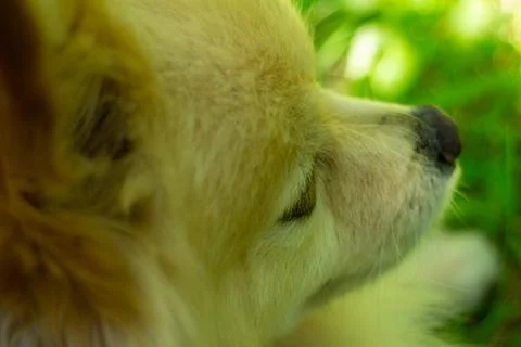 Close up profile view of a cute fluffy dog resting in the green summer grass Stock Photos
