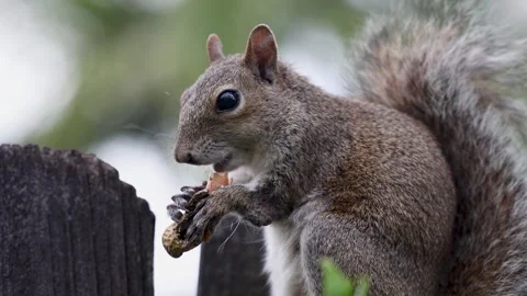 A close-up profile view of an Eastern Gray Squirrel eating a peanut. Stock Footage 264183654