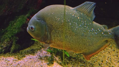 Close up of profile view of a piranha Stock Footage 253066656