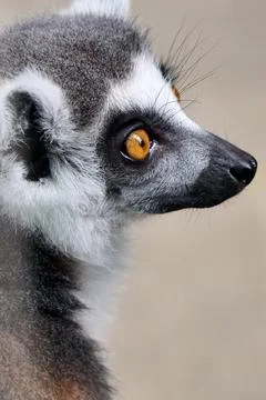 Close up profile view of a ring-tailed lemur face at Bratislava Zoo, Bratisla Stock Photos