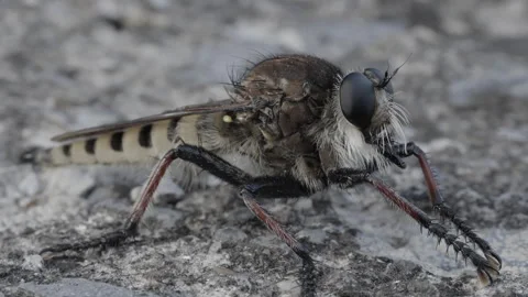 Close up profile view of a robber fly breathing on stone, static macro shot Stock Footage 346723623