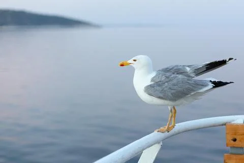 Close-up profile view of a single seagull perched on a ferry boat railing wit Фото