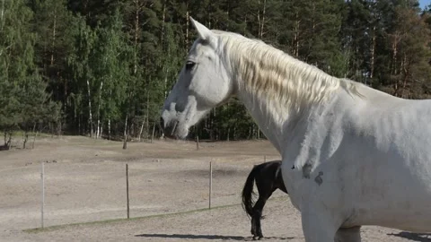 Close-up profile view of a white horse standing still Vidéo 341695037