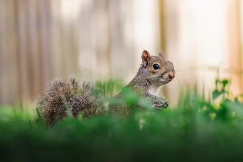 Close up Profile View of a Young Squirrel in Backyard Stock Photos