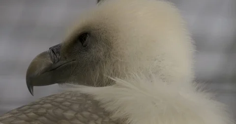 Close up profile of vulture's head 10bit HLG Video stock 99941425