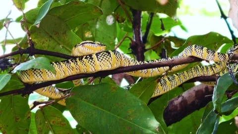 Close-Up Profile of Wagler's Pit Viper Rested on Branch Stock Footage 342828207