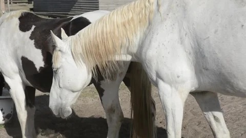 Close-up profile of a white horse standing calmly on a farm. Vidéo 341771978