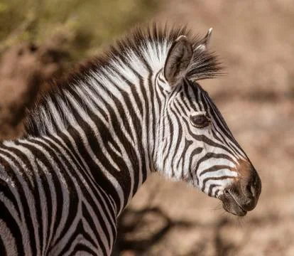 Close-up profile of a zebra Stock Photos