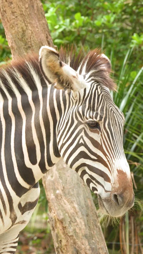 Close Up Profile of a Zebra Standing in a Wooded Enclosure Stock Footage 329343445