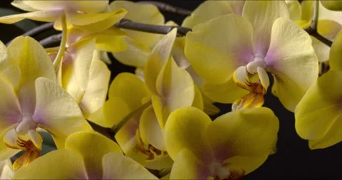 Close-up of profusely blooming Phalaenopsis orchid. Stock Footage 333035764