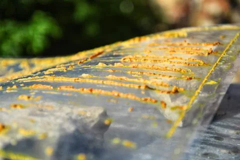 Close up of propolis, bee glue Stock Photos