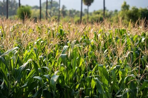 A close-up of a proso millet plant, showing its green leaves - stock photo Stock Photos