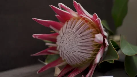 Close-up of Protea artichoke, slow motion video Stock Footage 329248091