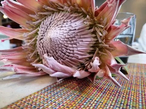 Close-up of a Protea flower on the table Stock Photos