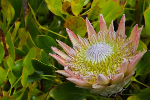 Close up of a protea Foto stock