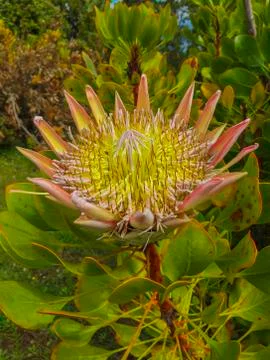 Close up of a protea Foto stock