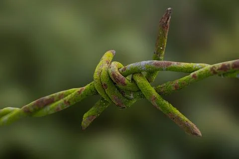 Close up protective barbed wire isolated on a green background Stock Photos