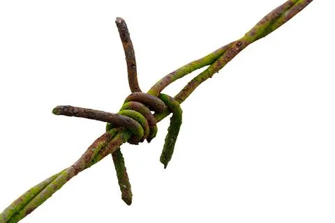 Close up protective barbed wire isolated on a white background Stock Photos