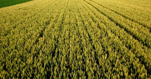 Close proximity aerial flight over green wheat field Stock Footage 81497308