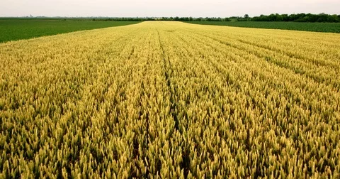 Close proximity aerial flight over green wheat field Stock Footage 81498521