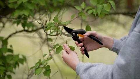 Close up pruning and trimming trees with shears. Detailed shot tree cutting and Stock Footage 303508905