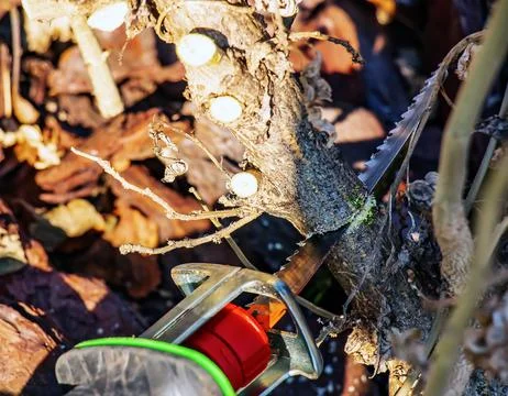 Close-up of pruning a bush with a mini electric saw. Selective focus. Sprin.. Stock Photos