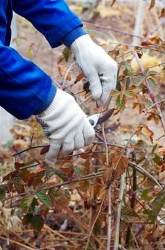 Close up of pruning bush Stock Photos