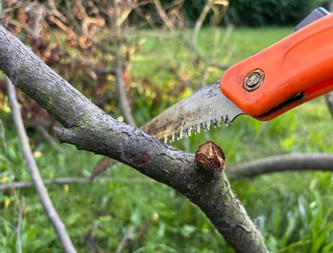 Close-up of pruning saw cutting a tree branch. Stock Photos