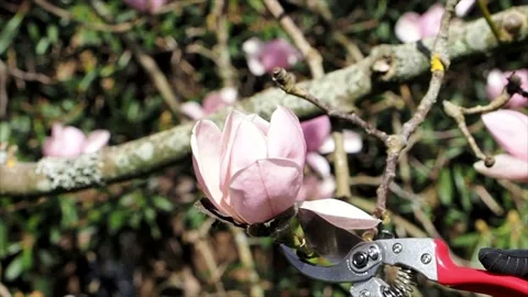 Close Up Of Pruning Shears Being Used, UK Stock Footage 151737475