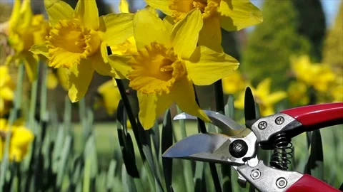 Close Up Of Pruning Shears Being Used To Cut A Daffodil Flower, UK 動画素材 151737598