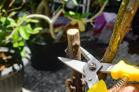 Close up of pruning shears cutting a thick branch in a sunny garden, highli.. Stock Photos