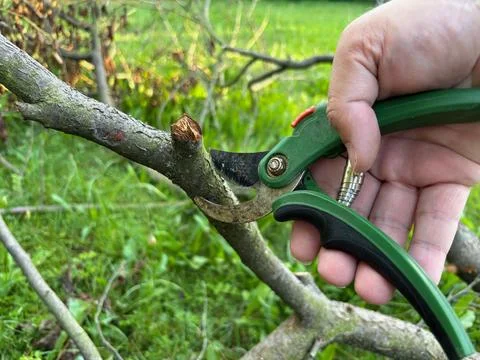 Close-up of pruning shears trimming a tree branch. Stock Photos
