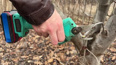 Close-up of pruning a tree branch with a cordless electric pruner tool. Stock Footage 346720896