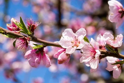 Close-up of Prunus persica (Peach tree) flowers in full spring bloom. Stock Photos