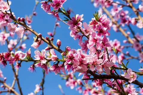 Close-up of Prunus persica (Peach tree) flowers in full spring bloom. Stock Photos