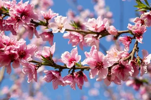 Close-up of Prunus persica (Peach tree) flowers in full spring bloom. Stock Photos