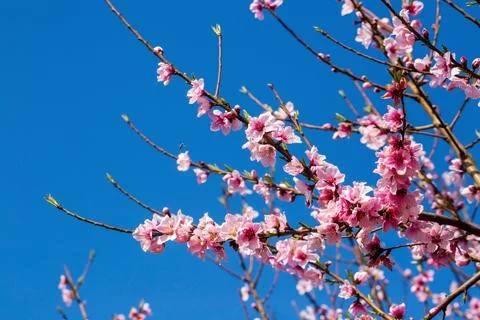 Close-up of Prunus persica (Peach tree) flowers in full spring bloom. Stock Photos