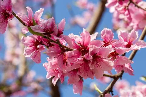 Close-up of Prunus persica (Peach tree) flowers in full spring bloom. Stock Photos