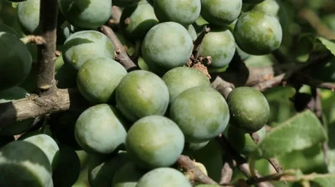 Close-up Prunus spinosa fresh fruit on branch natural background 4K 2160p 3 Stock Footage