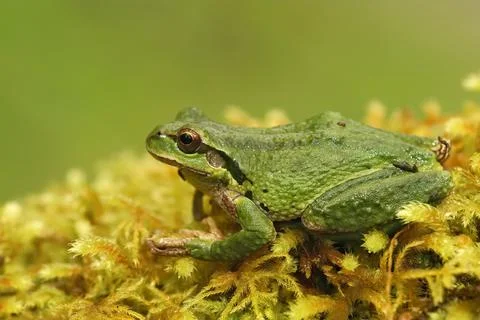 Close up of a Pseudacris regilla , Pacific treefrog on green moss Stock Photos