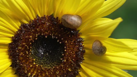 Close-up of pseudanthium, or flowerhead with snails on petals. Sunflower head. Stock Footage 251632538